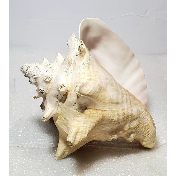 Large Natural Conch Shell 8.5” Pink Horned Seashell Beach Decor Pre-Owned - Picture 13 of 14